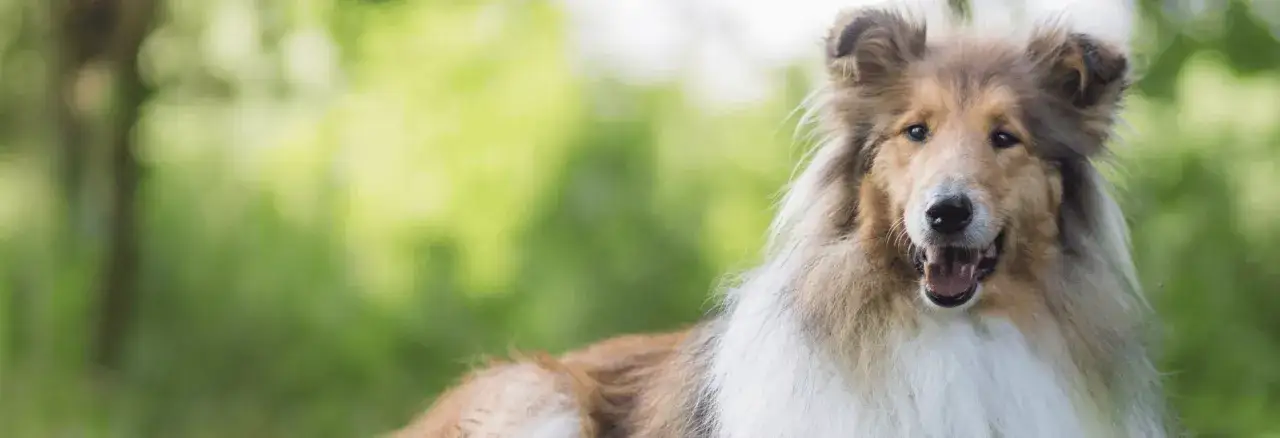 Co na sierść dla psa - naturalne metody na zdrową i lśniącą sierść