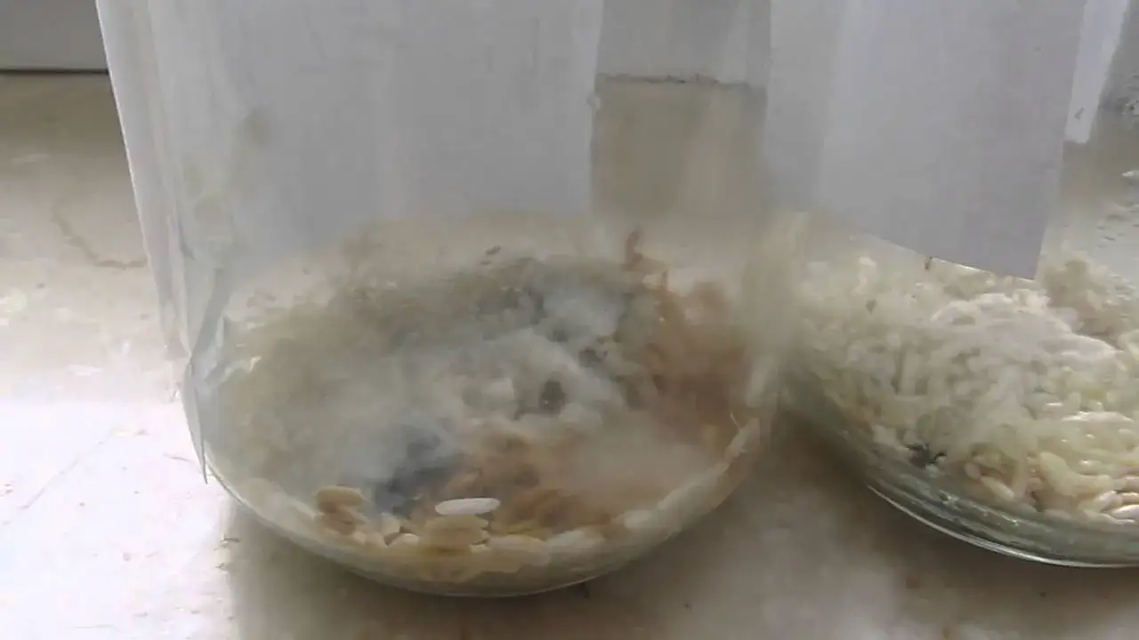 Eksperyment z ryżem: Czy emocje naprawdę wpływają na jego stan?