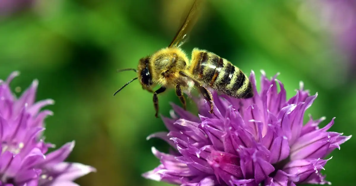  Fioletowa pszczoła zadrzechnia - jedyne takie owady w Polsce!