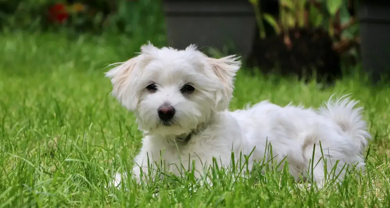 Biały maltańczyk leżący na zielonej trawie.