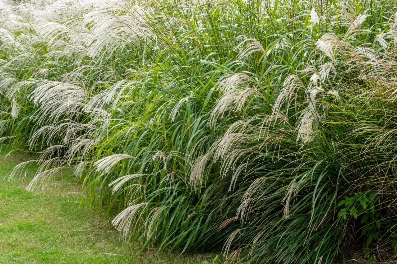 Trawy ozdobne: Cięcie krok po kroku. Kiedy, czym, jak wysoko?