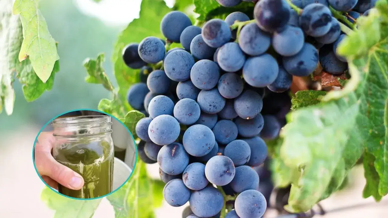 Dojrzałe winogrona i słoik z zielonym płynem – idealny domowy nawóz do winogron dla zdrowych krzewów.