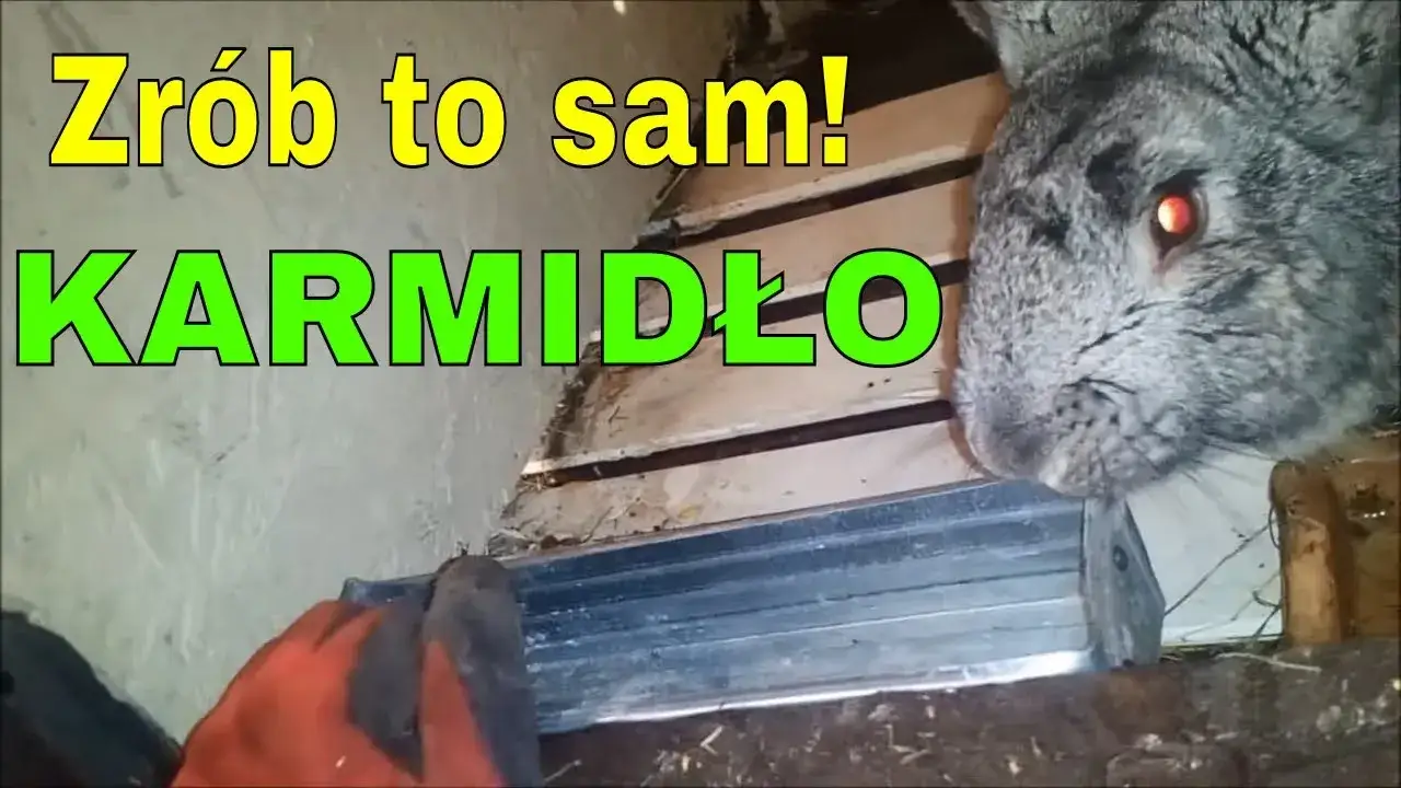 Jak zrobić karmidło zasypowe dla królików - proste i tanie rozwiązania