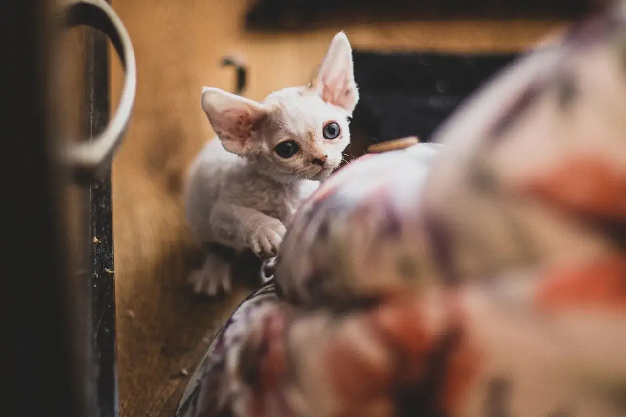 Mały kotek rasy Devon Rex z dużymi uszami i niebieskimi oczami, siedzący na drewnianej podłodze.