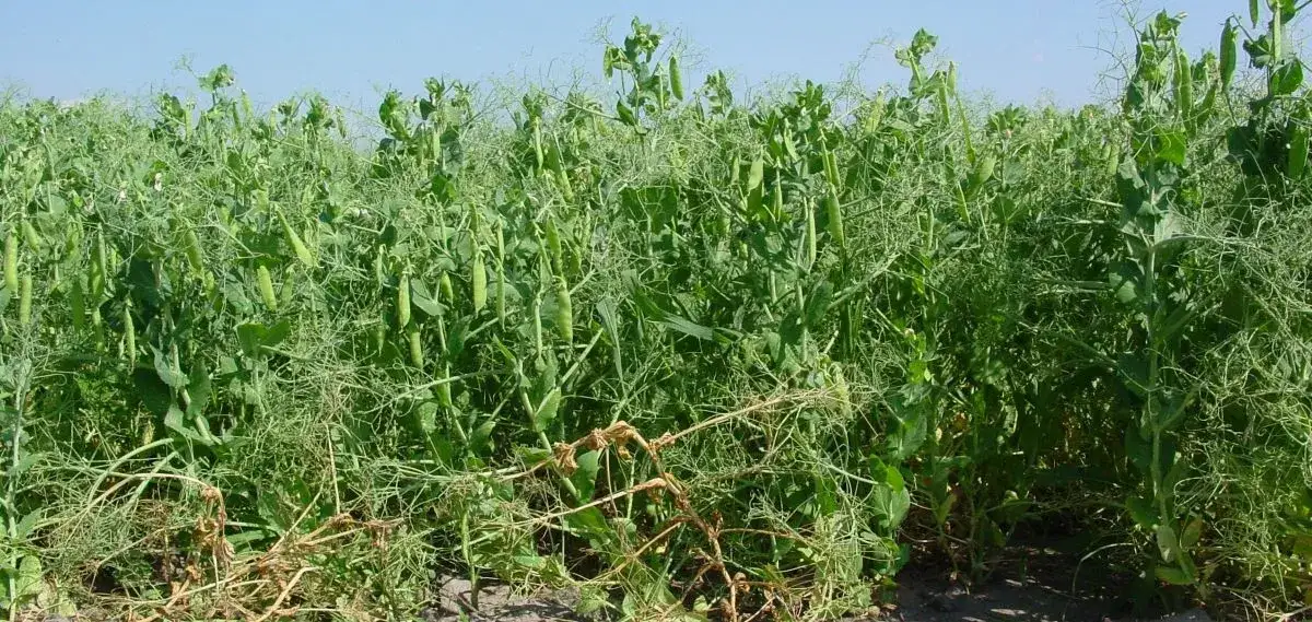 Jaki nawóz pod groch, aby uzyskać najlepsze plony? Sprawdź!