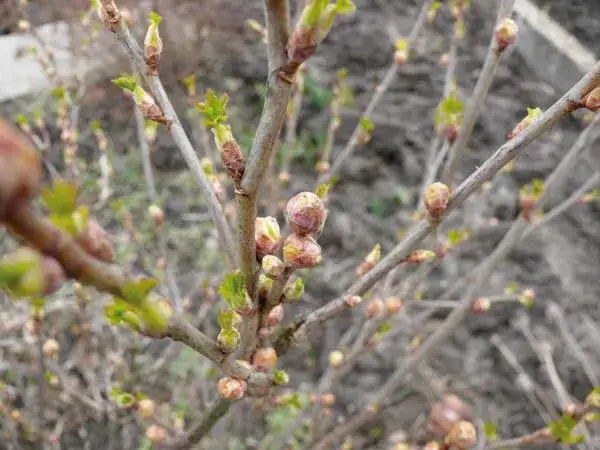 Choroby czarnej porzeczki: Diagnoza i skuteczne leczenie