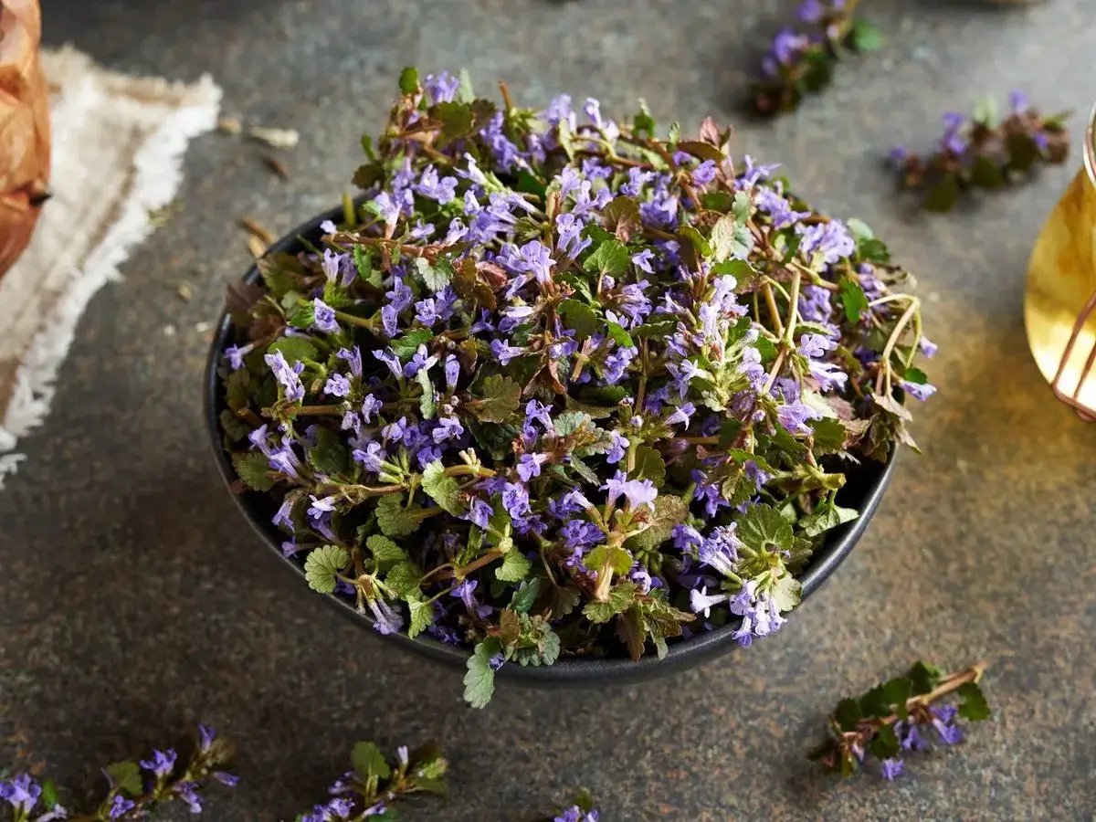 Bluszczyk kurdybanek: Skuteczne zwalczanie i jego drugie oblicze