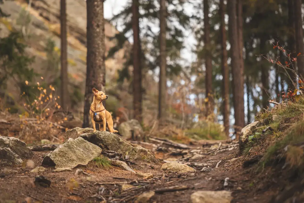 Z Psem w Polskie Góry? Poznaj Zasady i Najlepsze Szlaki!