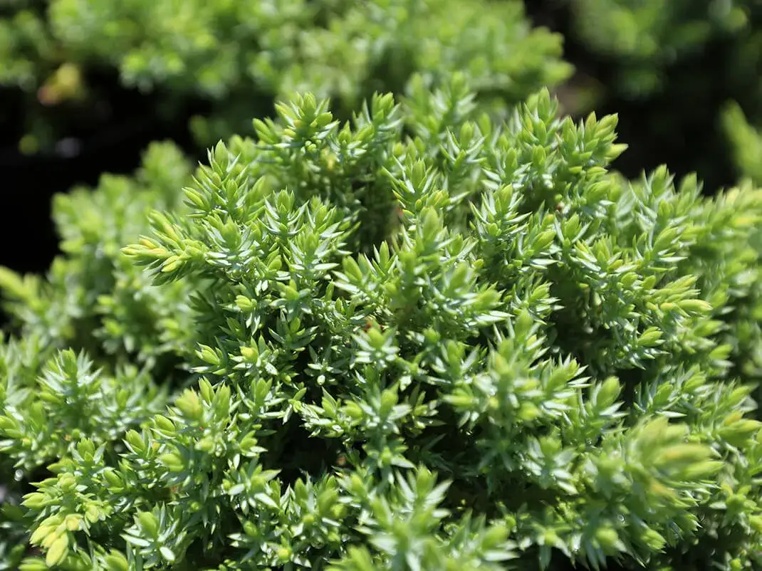 Jałowiec płożący jak sadzić: uniknij najczęstszych błędów przy sadzeniu