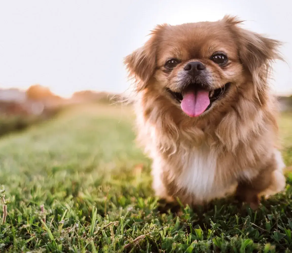 Pekińczyk: Włosy czy sierść? Różnice i pielęgnacja, które musisz znać