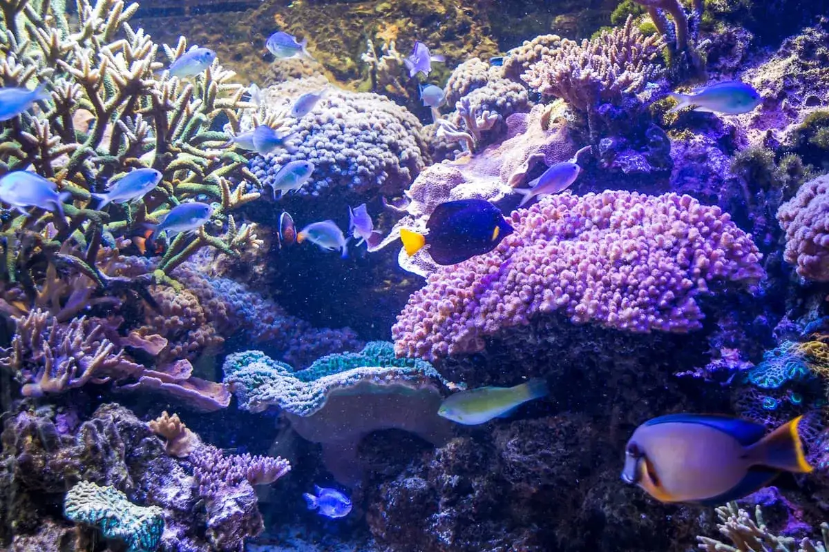 Kolorowe ryby pływające wśród koralowców w akwarium.