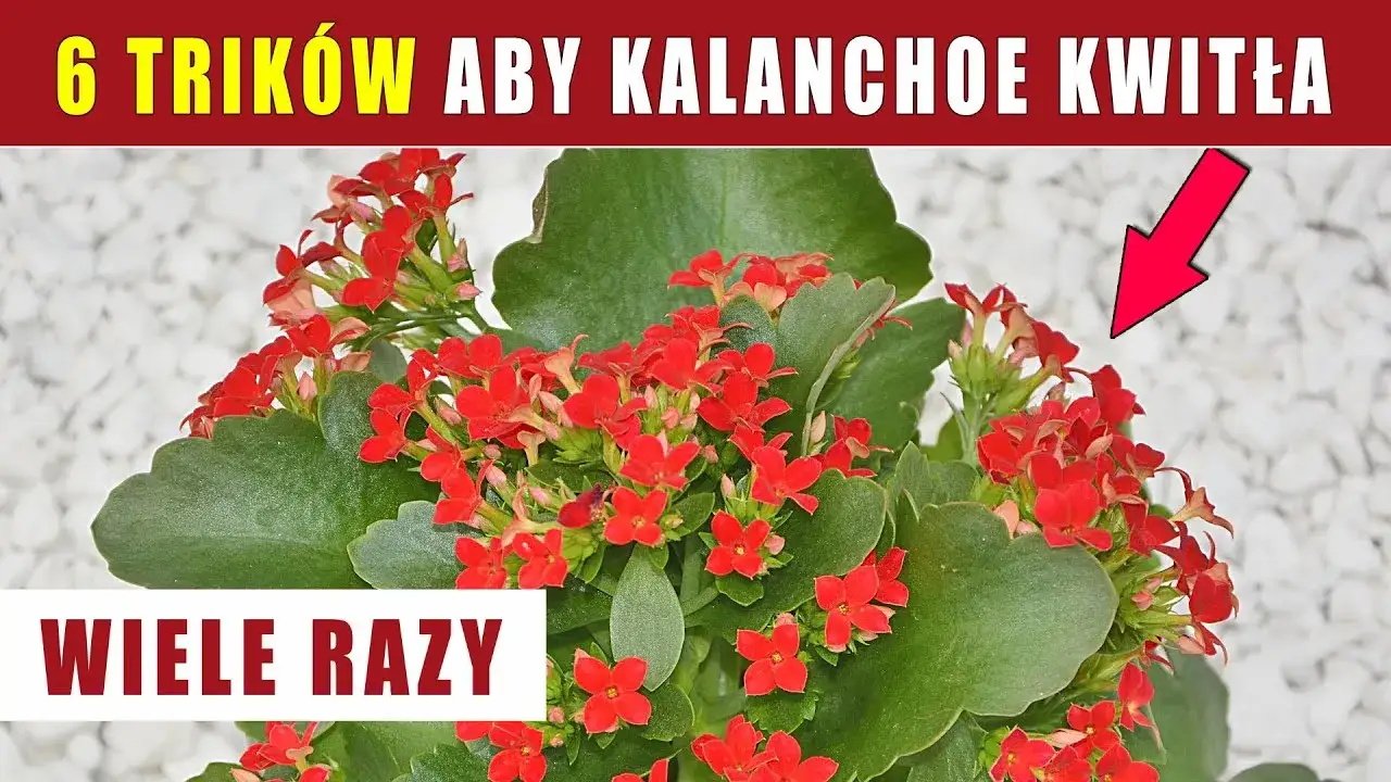 Kalanchoe: Jak przycinać dla zdrowia i kwiatów? Poradnik krok po kroku