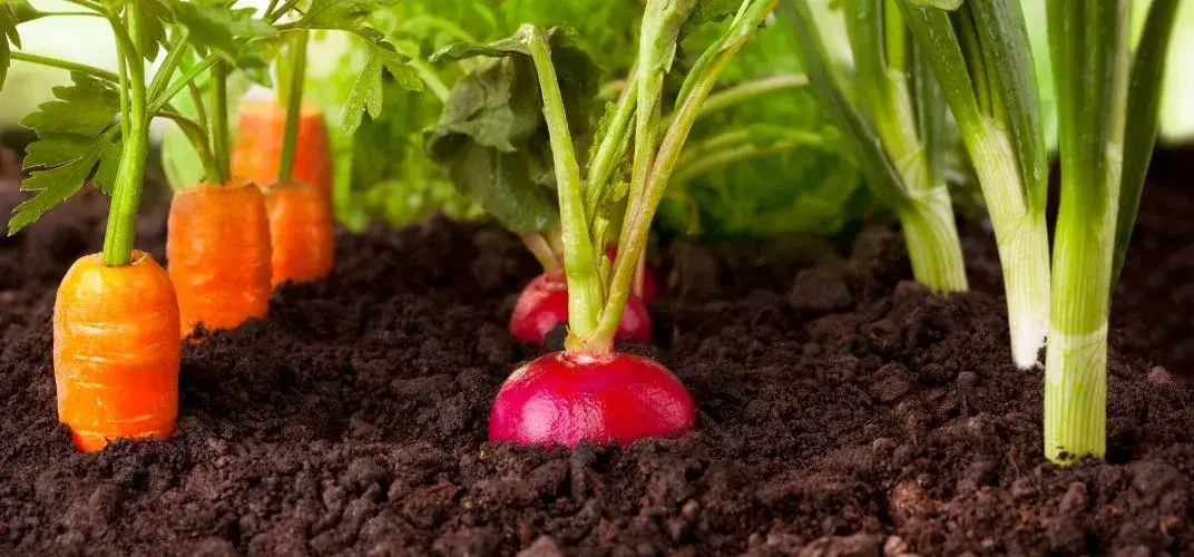 Najlepszy nawóz pod warzywa - wybierz idealny dla swoich roślin