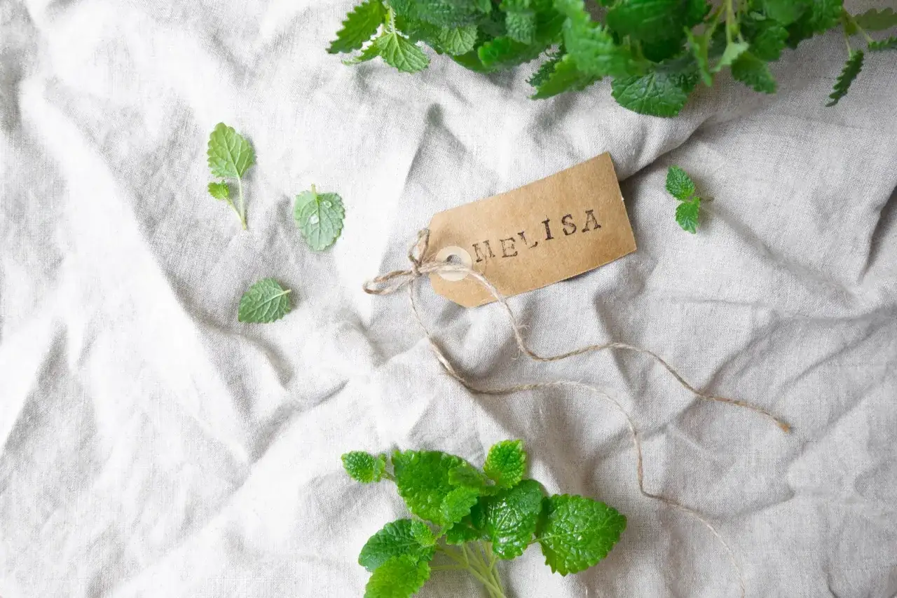 Melisa: Jak przycinać? Gęste krzewy i intensywny aromat!