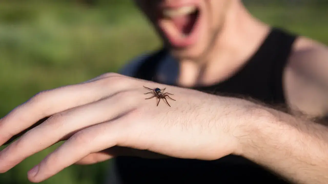 Lęk przed pająkami? Arachnofobia: Przyczyny, objawy, leczenie