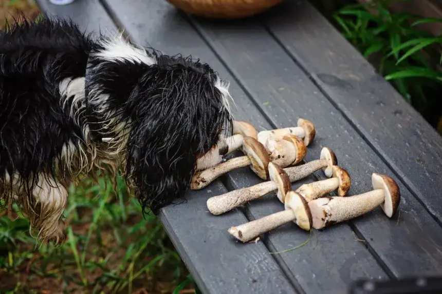 Czy pies może jeść grzyby? Sprawdź, co może mu zaszkodzić