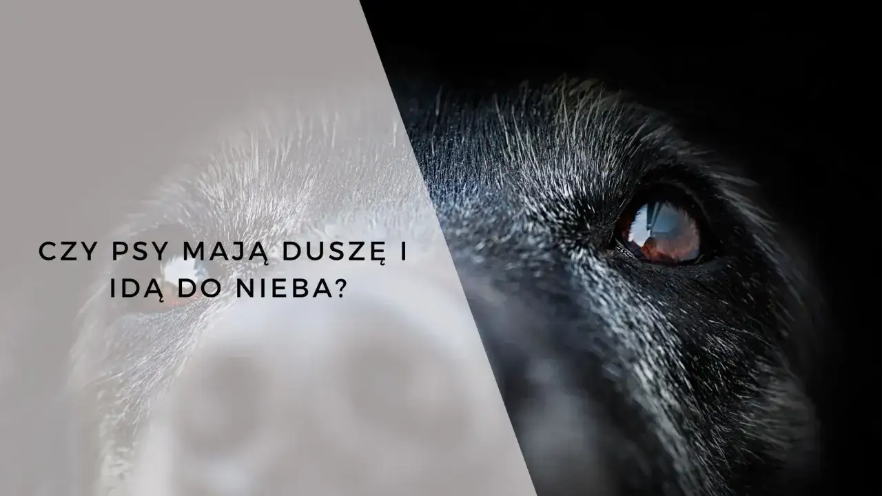 Oko psa, symbolizujące jego duszę w domu, spogląda z ciemności.