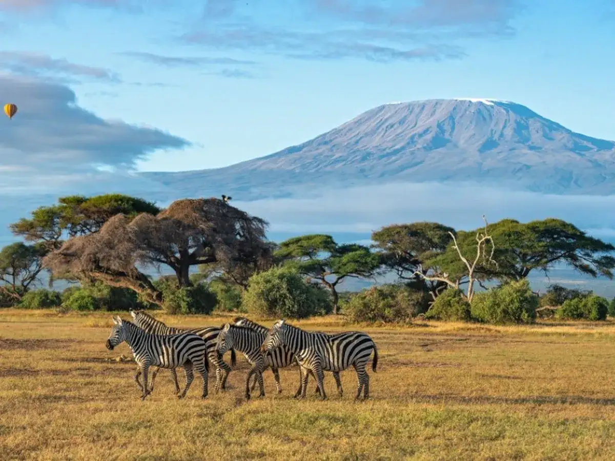 Afrykańska sawanna jest miejscem, gdzie stado zebr przemierza trawiaste równiny u stóp ośnieżonego Kilimandżaro. W oddali unosi się balon.
