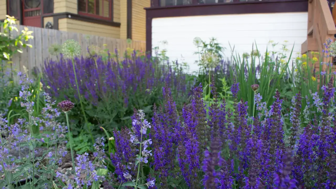 Fioletowe kłosy szałwii omszonej i drobne kwiaty lawendy tworzą barwny dywan przed domem.