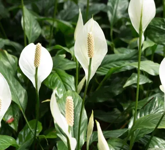 Nawóz z soczewicy do jakich kwiatów: Odkryj najlepsze rośliny dla zdrowia