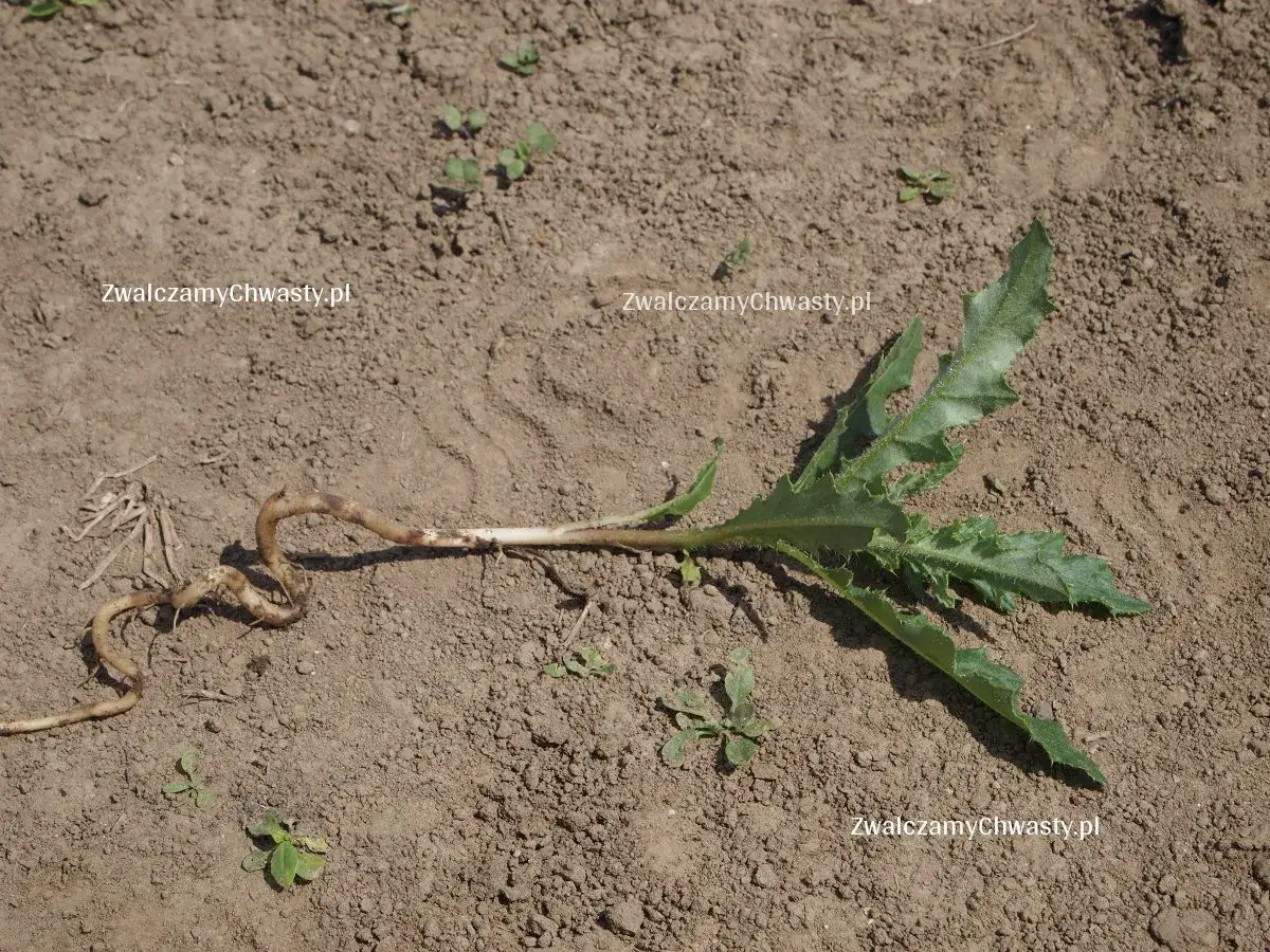 Jak zwalczyć chwasty z kolcami? Oset i ostrożeń poradnik!