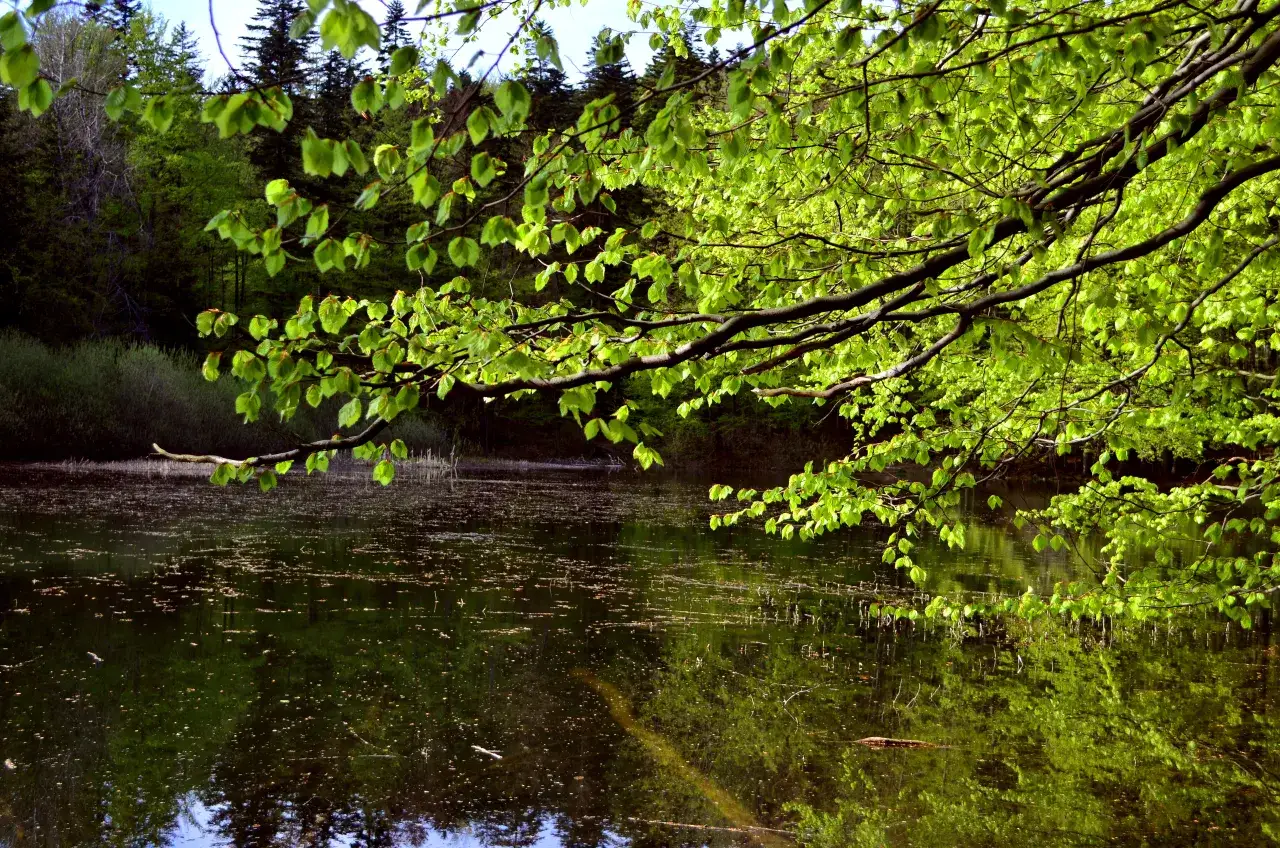 Jezioro Dziekanowskie: tajemnice wypoczynku blisko Warszawy