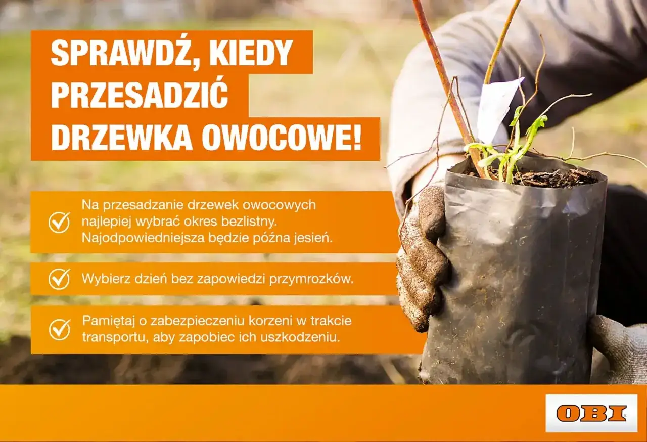 Sprawdź, kiedy przesadzić drzewka owocowe. Najlepsza pora to późna jesień, bez przymrozków.
