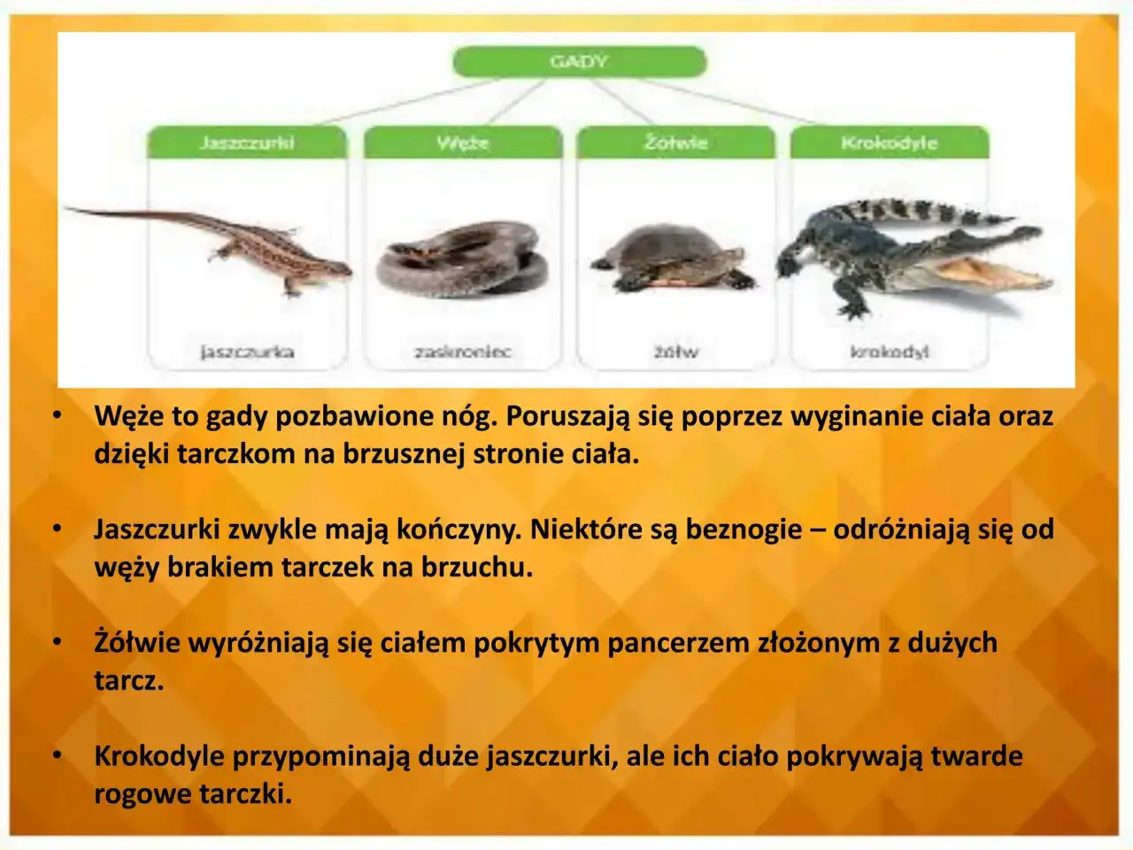 Żółw: Gad czy płaz? Poznaj 4 kluczowe różnice!
