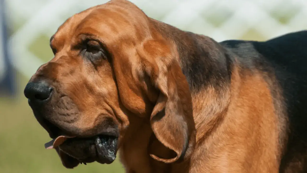 Brązowy pies rasy Bloodhound z charakterystycznymi, długimi uszami i pomarszczonym pyskiem. Jego fafle są wyraźnie widoczne, a język lekko wysunięty.
