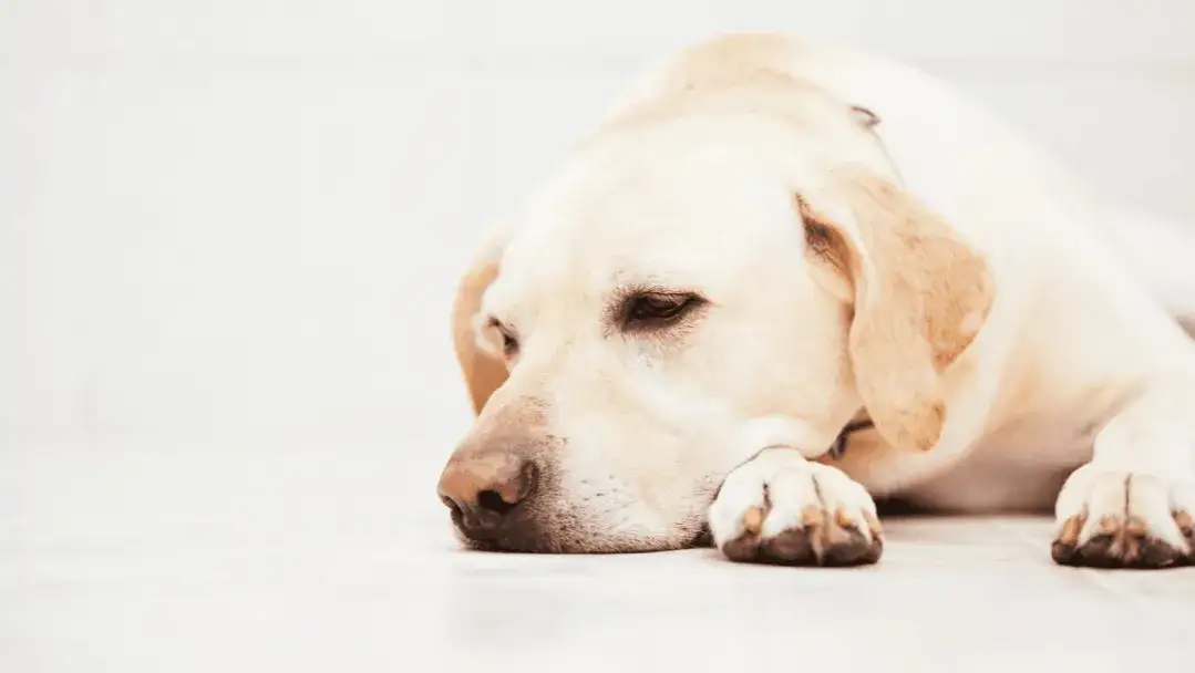 Choroby psychiczne u psów objawy – jak je rozpoznać i pomóc psu