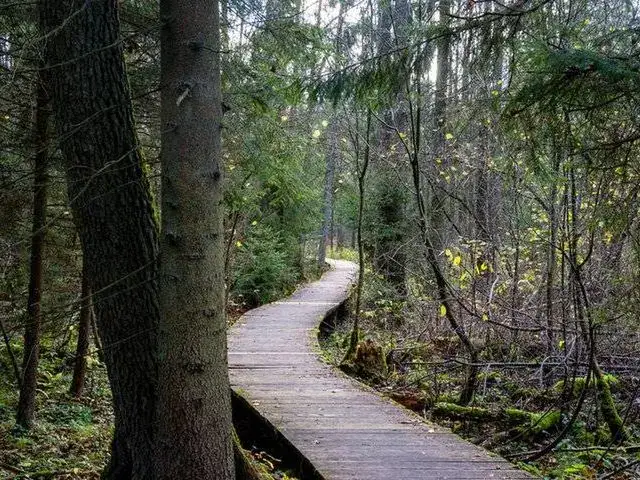 Puszcza Knyszyńska: Atrakcje, szlaki, co zobaczyć? Twój przewodnik