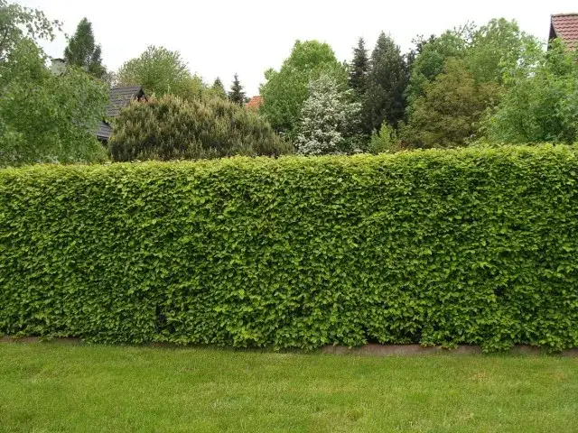 Jakie rośliny wzdłuż ogrodzenia zapewnią piękny i prywatny ogród