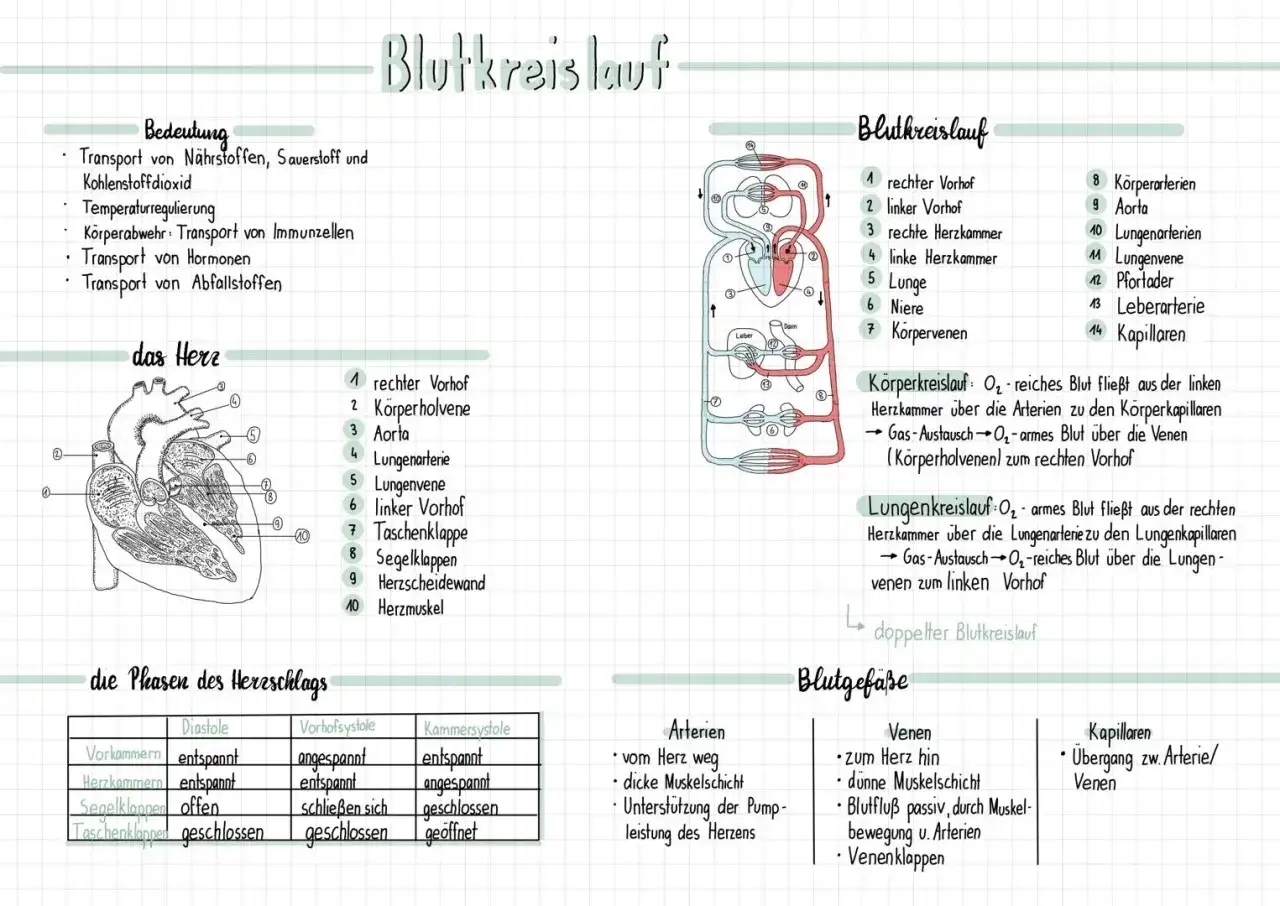 Umfassendes Unterrichtsmaterial für Biologie: Herz und Blutkreislauf