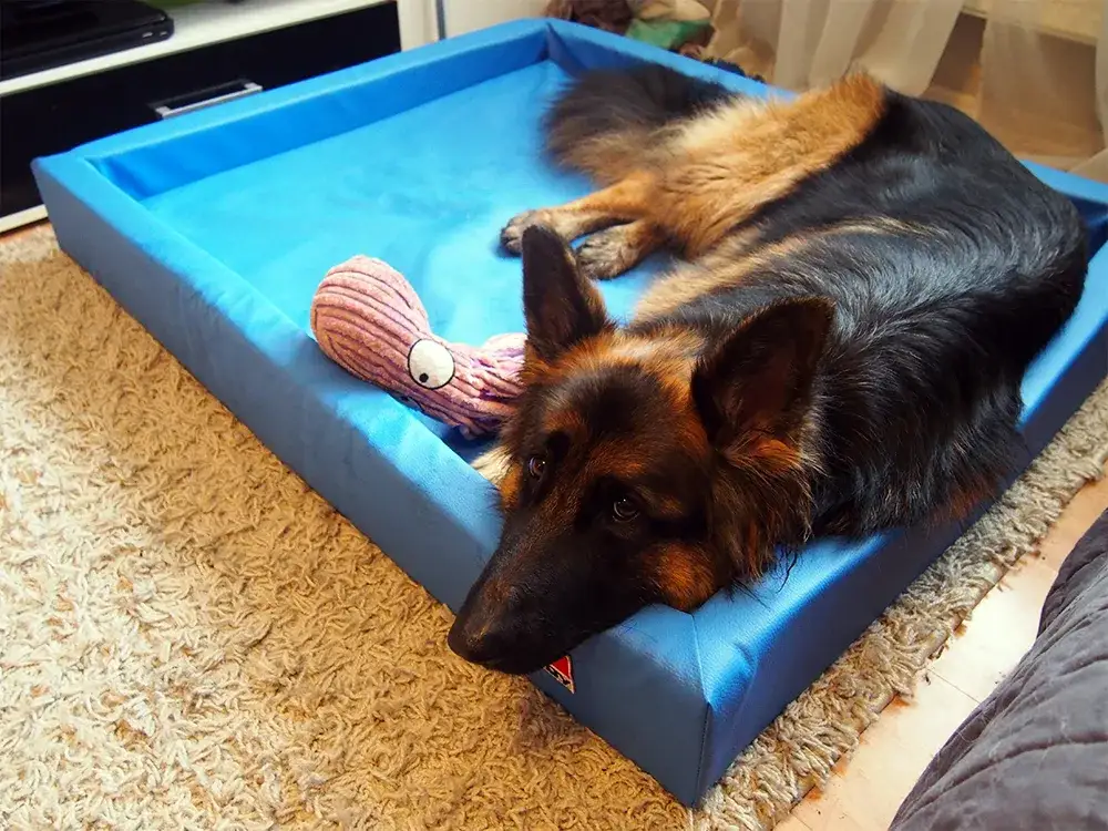 Co kupić dla psa na początek, aby zapewnić mu najlepszy start