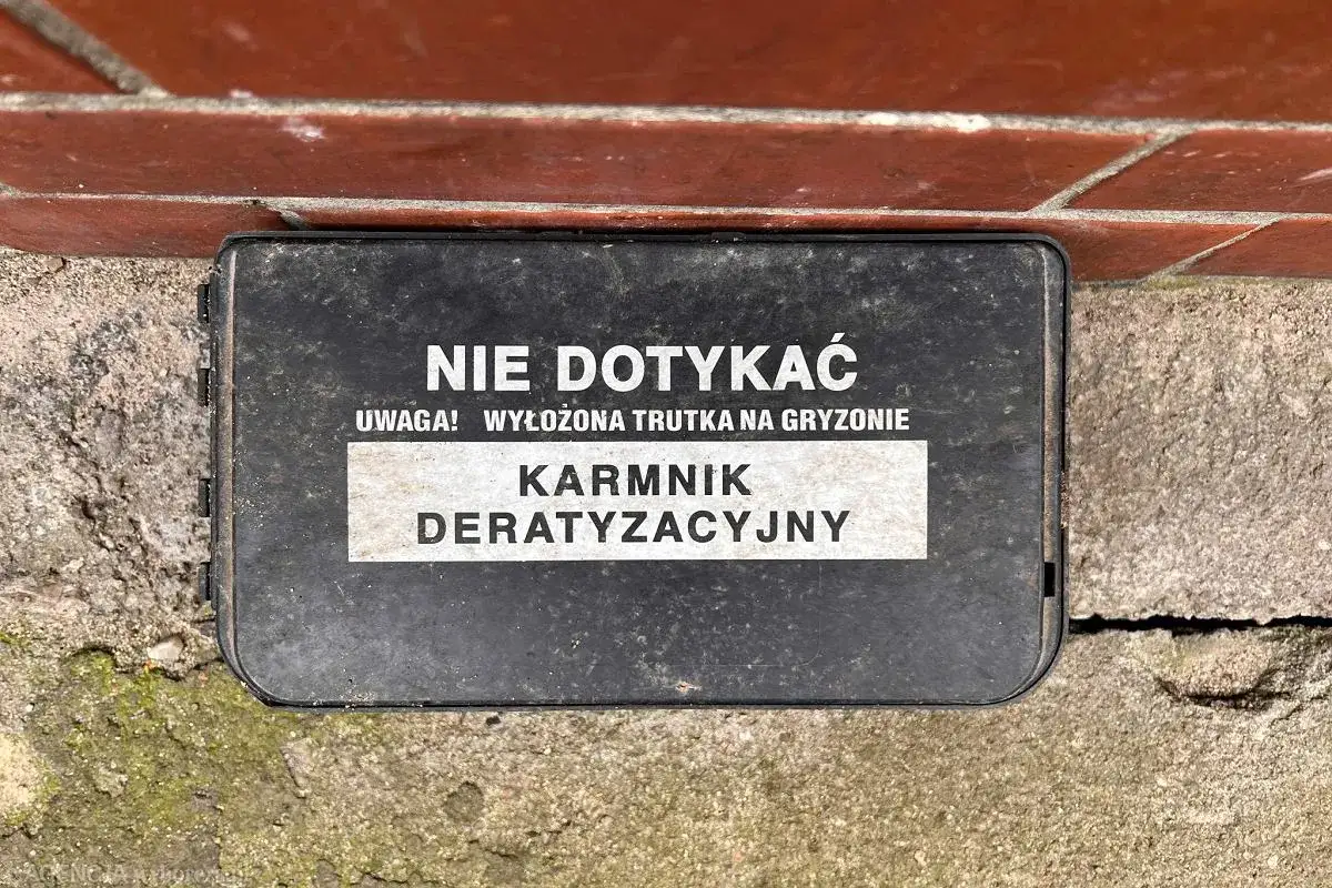 Kto odpowiada za deratyzację w bloku? Prawo i Twój plan działania.