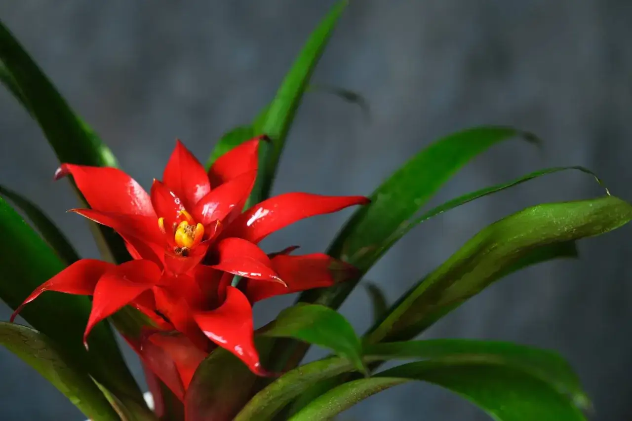 Jasnoczerwony kwiat bromelii z żółtym środkiem, otoczony zielonymi liśćmi. Kwitnie długo, ciesząc oko.