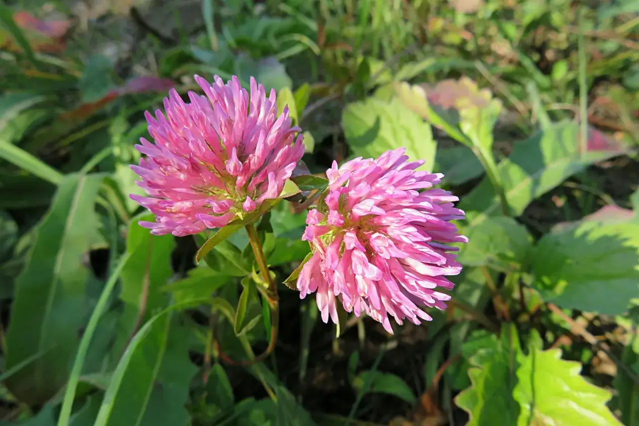 Koniczyna w trawniku: Jak skutecznie zwalczyć i zapobiec powrotom?