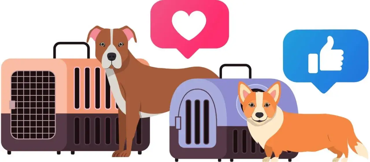 Transport kota z UK do PL po Brexicie: Kompletny poradnik