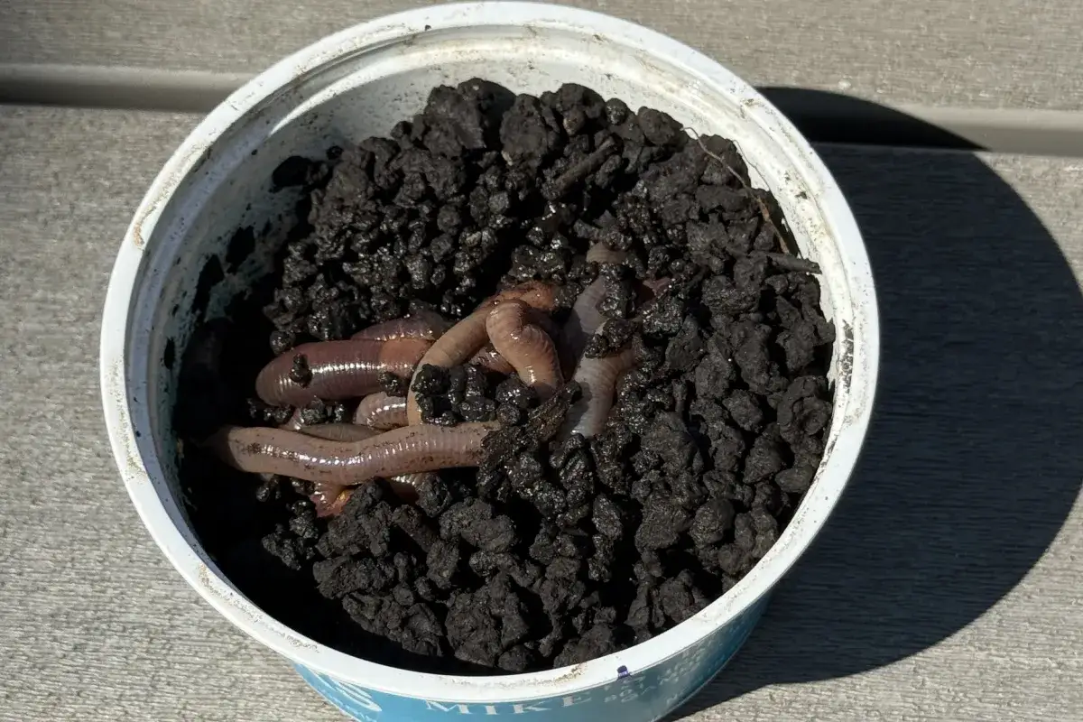 Kilka rosówek w pojemniku z ziemią.