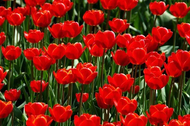 Kiedy jest sezon na tulipany? Odkryj najlepszy czas na kwitnienie