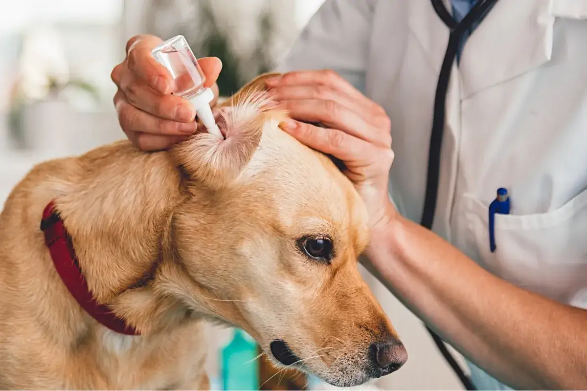 Czym czyścić uszy psa? Bezpieczne metody i porady od właścicieli