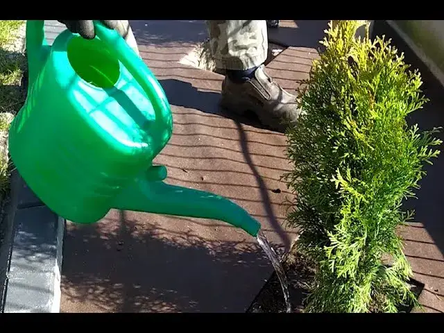 Jak gęsto sadzić tuje szmaragd, by uzyskać gęsty żywopłot?