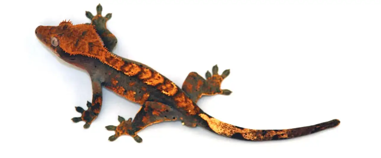 Gekon orzęsiony w kolorze pomarańczowo-brązowym na białym tle.