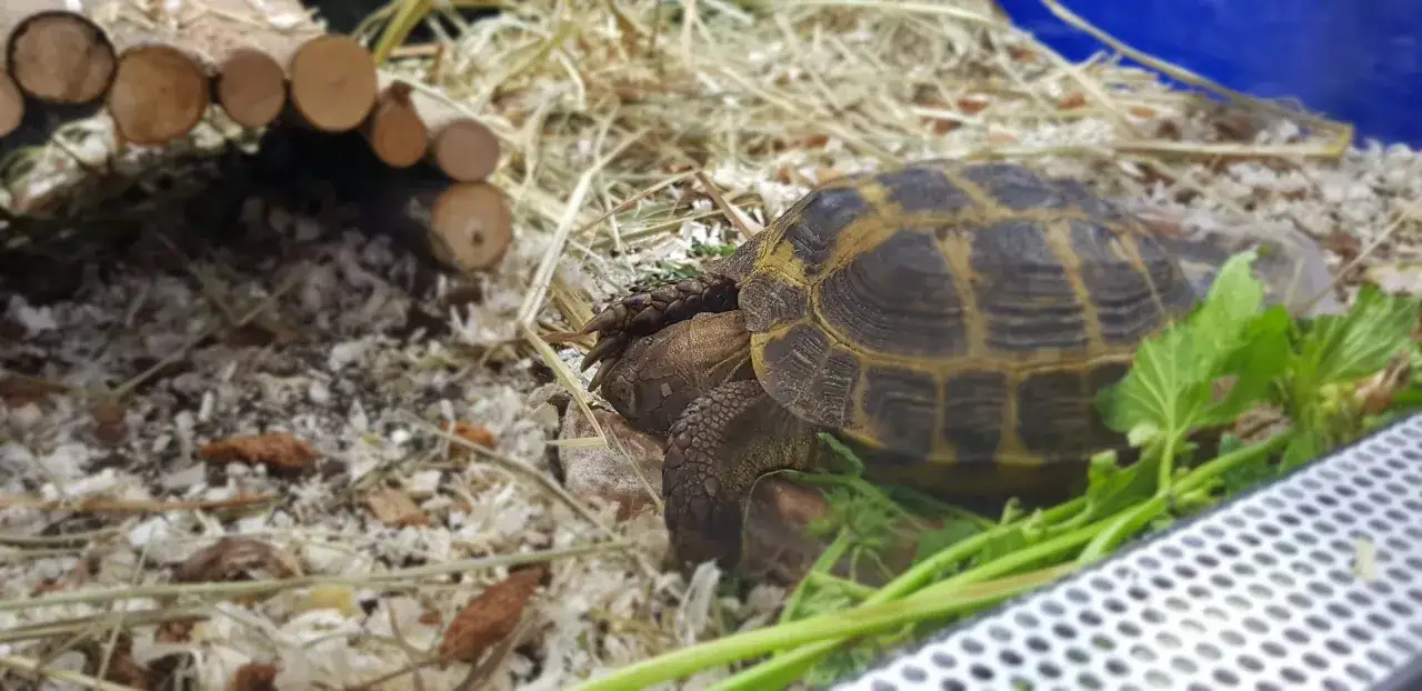 Co je żółw stepowy? Sekrety zdrowej diety i długowieczności