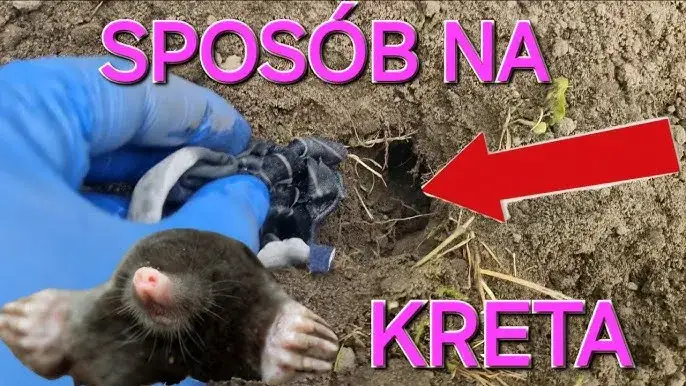 Jak złapać kreta łopatą i uniknąć nieudanych prób w ogrodzie
