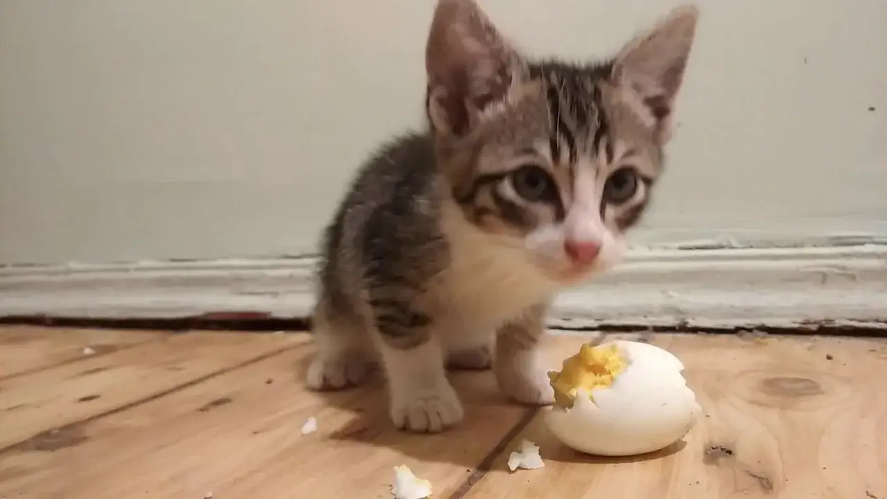 Czy koty mogą jeść surowe jajka? Uważaj na te niebezpieczeństwa