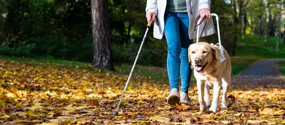 Psy przewodnicy niewidomych: czego się uczą, aby zapewnić bezpieczeństwo