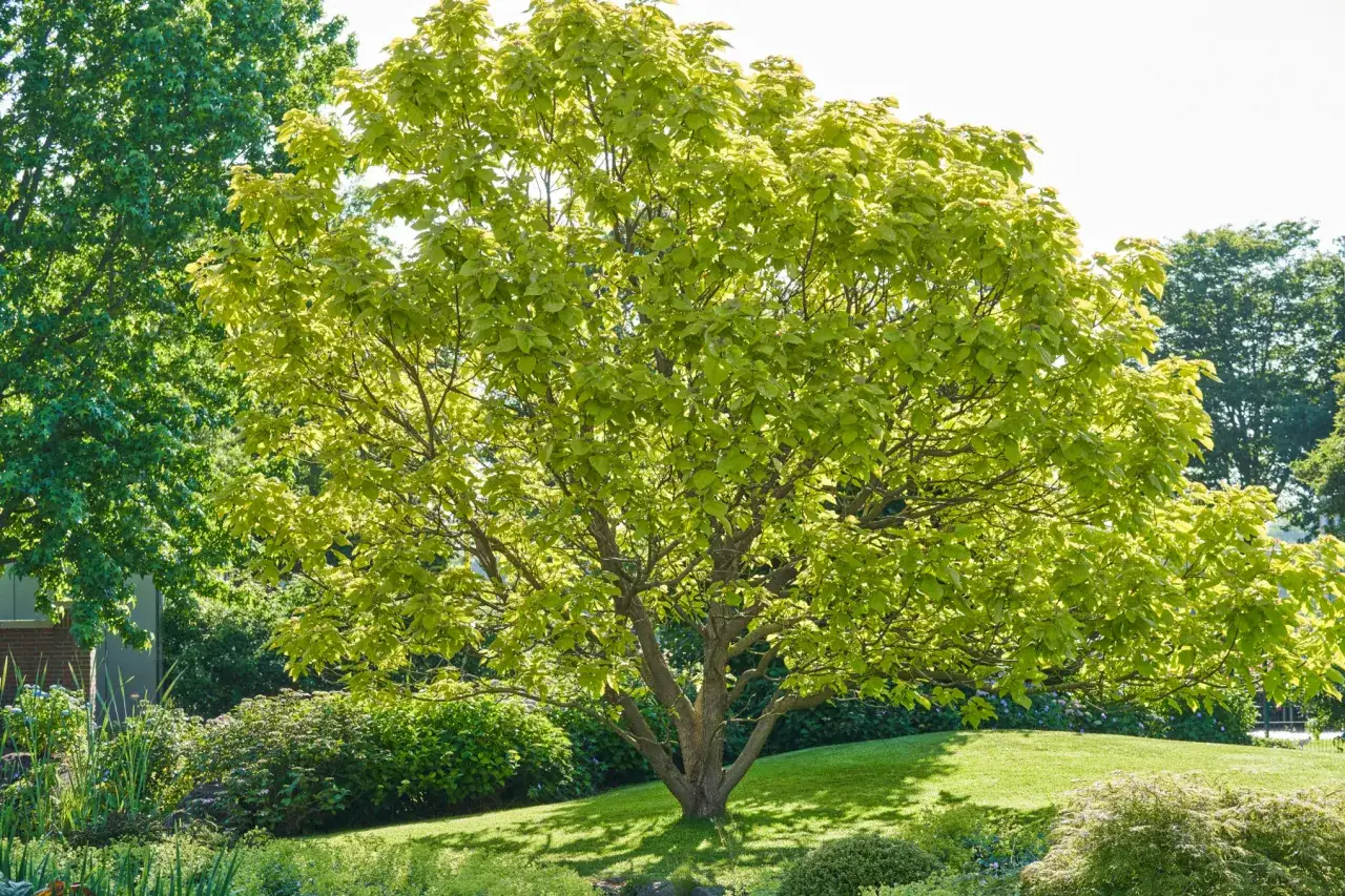 Jakie drzewa szybko rosną w lesie? Odkryj najlepsze gatunki do sadzenia