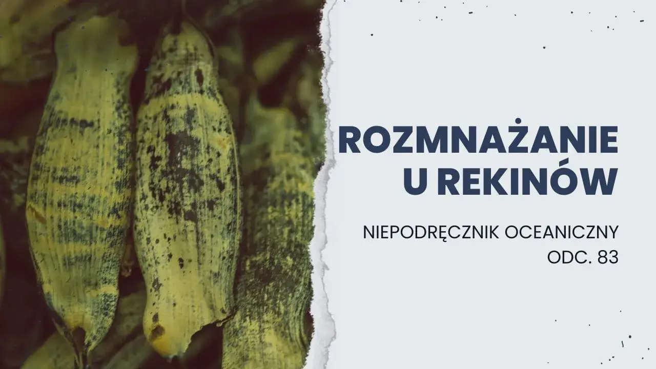 Jak rozmnażają się rekiny? Odkryj fascynujące metody i gatunki