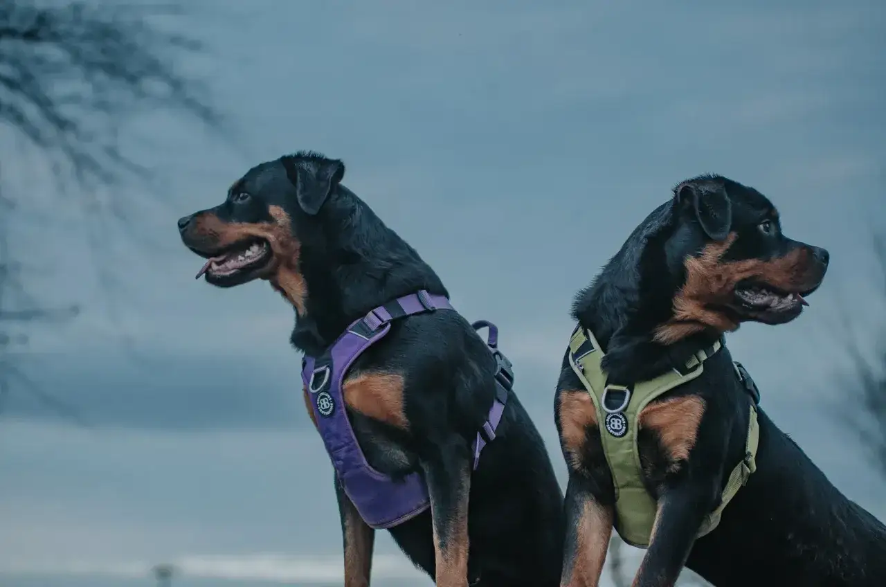 Dwa rottweilery w dobrych szelkach dla psa. Jeden w fioletowych, drugi w zielonych.